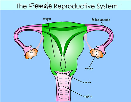 Fibroid